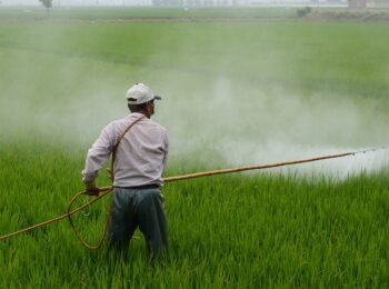 herbicide farmer in rice field 587589